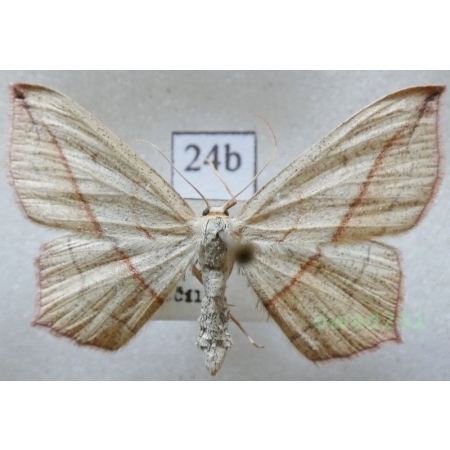 Timandra comae Schmidt, 1931 Czech24b